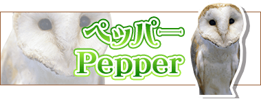 アニマルルームいけもふ