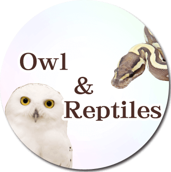 Owl&Reptiles